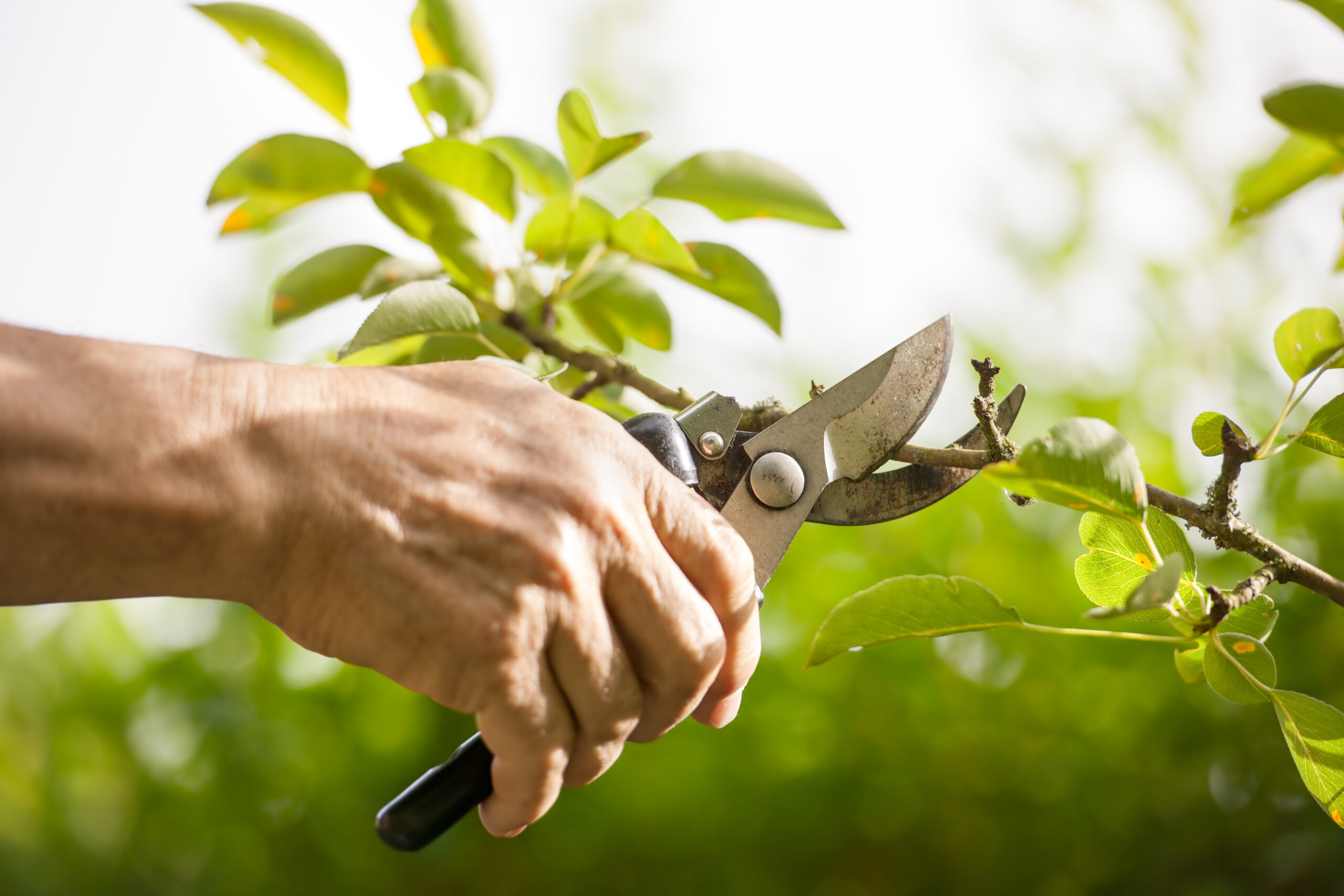 Pruning,Of,Trees,With,Secateurs,In,The,Garden
